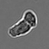 Thumbnail for dataset 3mix-timelapse-plate14_44