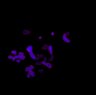 Thumbnail for dataset FigS1G-E15.5-3
