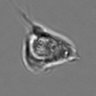Thumbnail for dataset 3mix-timelapse-plate14_52