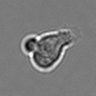 Thumbnail for dataset 3mix-timelapse-plate14_84