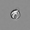 Thumbnail for dataset 3mix-timelapse-plate15_3