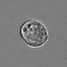 Thumbnail for dataset 3mix-timelapse-plate15_19