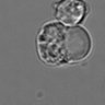 Thumbnail for dataset 3mix-timelapse-plate15_33