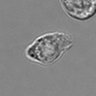 Thumbnail for dataset 3mix-timelapse-plate15_34
