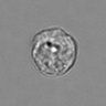 Thumbnail for dataset 3mix-timelapse-plate15_35