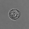 Thumbnail for 3mix-timelapse-plate15_38