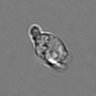 Thumbnail for dataset 3mix-timelapse-plate15_40