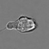 Thumbnail for dataset 3mix-timelapse-plate15_41