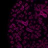 Thumbnail for dataset FigS3-E16.5-2