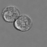 Thumbnail for dataset 3mix-timelapse-plate15_42