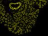 Thumbnail for dataset FigS3-E16.5-3-1