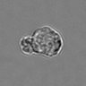 Thumbnail for dataset 3mix-timelapse-plate15_58