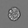 Thumbnail for dataset 3mix-timelapse-plate15_62