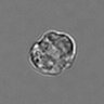 Thumbnail for dataset 3mix-timelapse-plate15_64