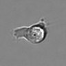 Thumbnail for dataset 3mix-timelapse-plate15_66