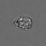 Thumbnail for dataset 3mix-timelapse-plate15_67