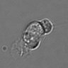 Thumbnail for dataset 3mix-timelapse-plate15_71
