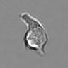Thumbnail for dataset 3mix-timelapse-plate15_72