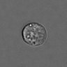 Thumbnail for dataset 3mix-timelapse-plate15_75