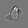 Thumbnail for dataset 3mix-timelapse-plate15_76