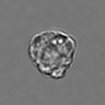 Thumbnail for dataset 3mix-timelapse-plate15_81