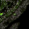 Thumbnail for dataset FigS4-E14.5