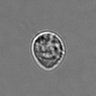 Thumbnail for dataset 3mix-timelapse-plate15_83