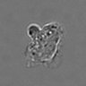 Thumbnail for dataset 3mix-timelapse-plate15_88