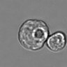 Thumbnail for dataset 3mix-timelapse-plate15_89