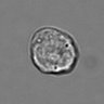 Thumbnail for dataset 3mix-timelapse-plate15_92
