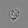 Thumbnail for dataset 3mix-timelapse-plate15_93