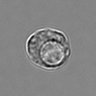 Thumbnail for dataset 3mix-timelapse-plate16_5