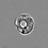 Thumbnail for dataset 3mix-timelapse-plate16_15