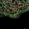 Thumbnail for dataset FigS4-E15.5