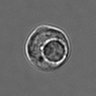 Thumbnail for dataset 3mix-timelapse-plate16_20