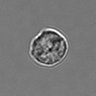 Thumbnail for dataset 3mix-timelapse-plate16_27