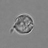 Thumbnail for dataset 3mix-timelapse-plate16_28