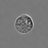 Thumbnail for 3mix-timelapse-plate16_31