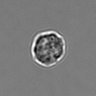 Thumbnail for dataset 3mix-timelapse-plate16_32