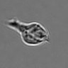 Thumbnail for dataset 3mix-timelapse-plate16_36
