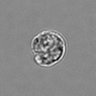 Thumbnail for dataset 3mix-timelapse-plate16_45