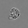 Thumbnail for dataset 3mix-timelapse-plate16_46