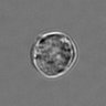 Thumbnail for 3mix-timelapse-plate16_55