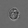 Thumbnail for dataset 3mix-timelapse-plate16_57