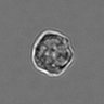 Thumbnail for dataset 3mix-timelapse-plate16_60