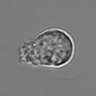 Thumbnail for dataset 3mix-timelapse-plate16_63