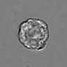 Thumbnail for dataset 3mix-timelapse-plate16_74