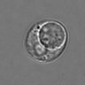 Thumbnail for dataset 3mix-timelapse-plate16_75