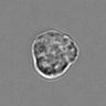 Thumbnail for dataset 3mix-timelapse-plate16_76