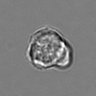 Thumbnail for dataset 3mix-timelapse-plate16_77